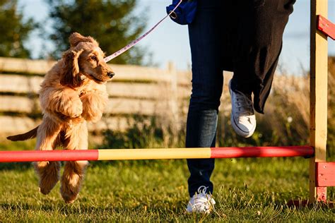 Training Your Pet .